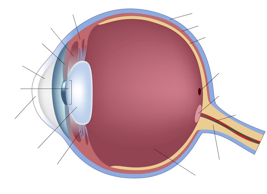 parts of the eye diagram not labeled