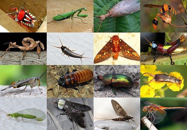 Click the Insect Orders Quiz