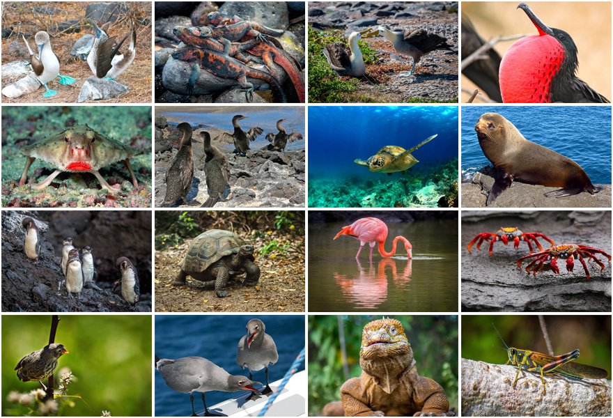 Galápagos Animals Quiz