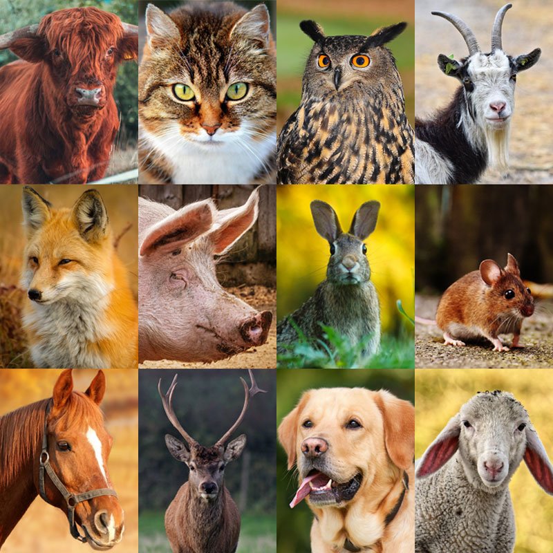 Animals in French Quiz