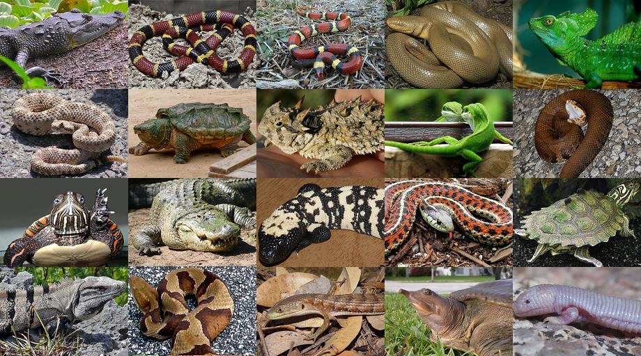 Reptiles of North America Quiz