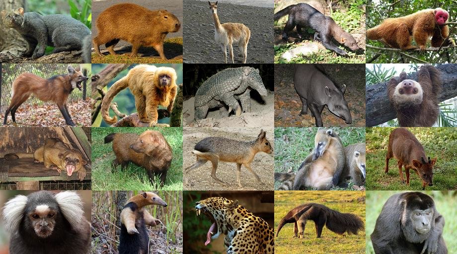 Mammals of South America Quiz