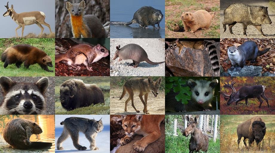 Rodents North America